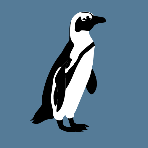 African penguin