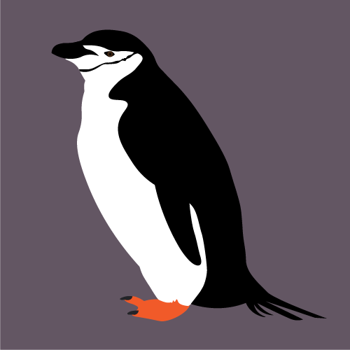 Chinstrap penguin