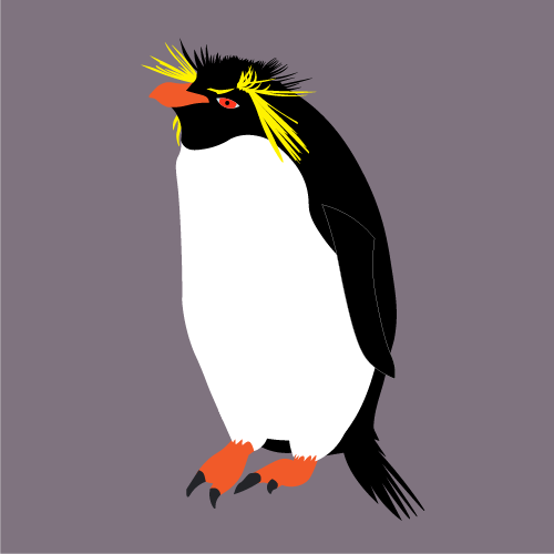 Rockhopper penguin